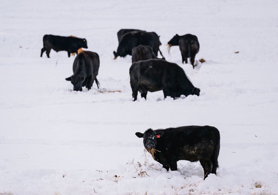12-3-col_ms-cattle-in-snow