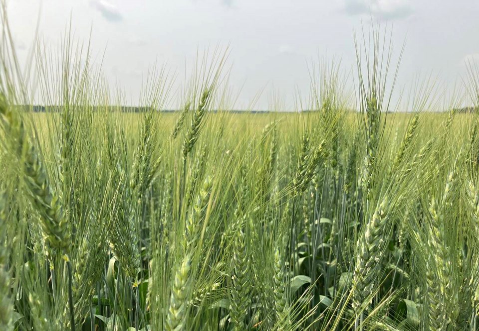 132438_web1_wheat-nea_stockholmsk-07202024-gberg