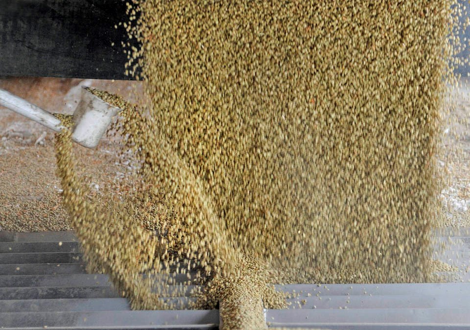 Good global green lentil production expected this year