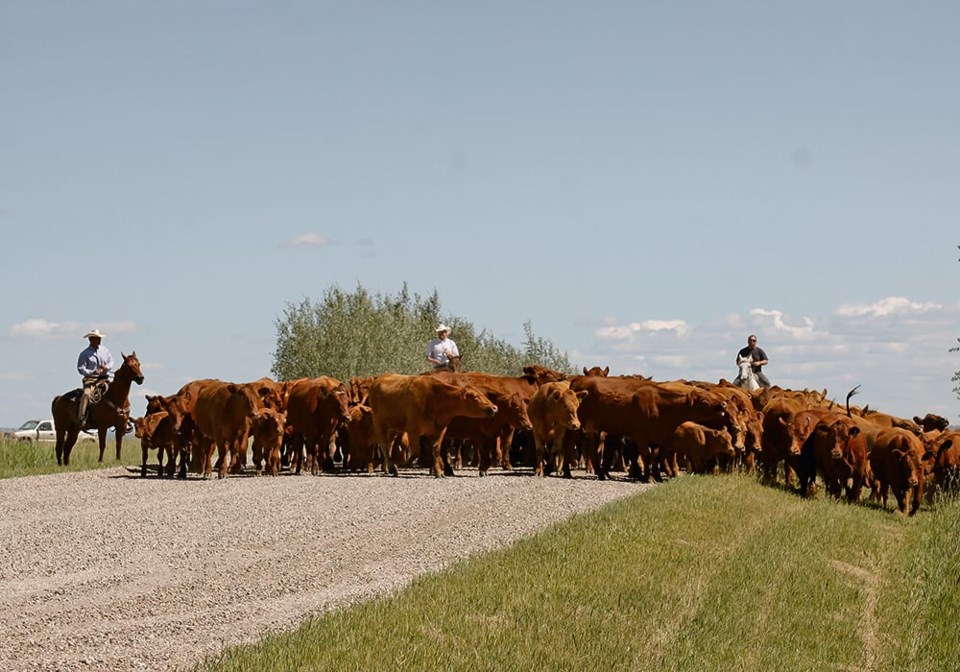 14-4-col-mpm071415_moving-cattle-near-rio-grande