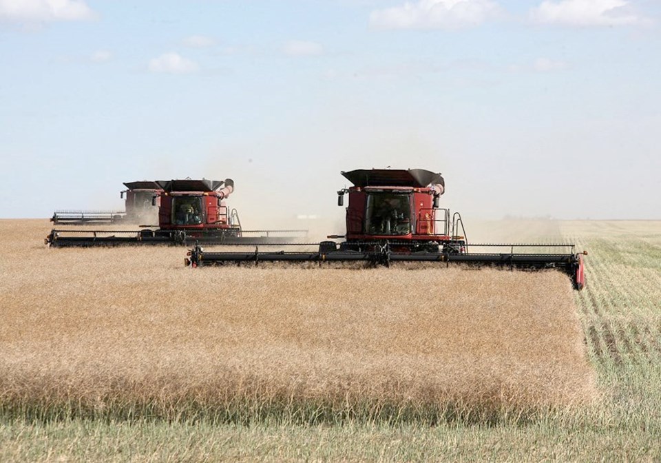 14-canola-harvest