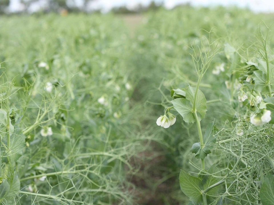 141510_web1_20-peas-mr-peas-img_9927-1200