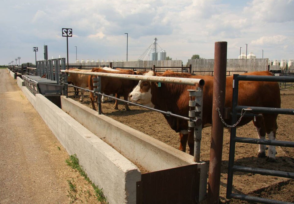 144112_web1_steer-at-lfce-june-2025_janelle-rudolph