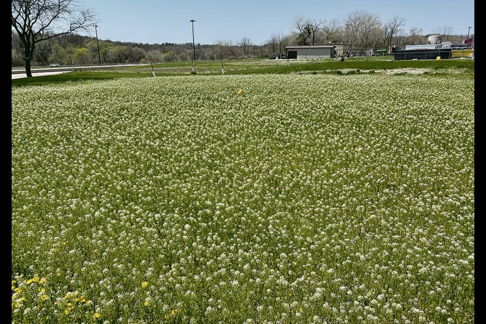 This field of pennycress is in full flower. The domesticated version is planted in the fall and establishes itself to the rosette stage, where it can endure freeze-thaw cycles all winter until spring arrives and it continues its growth cycle. 