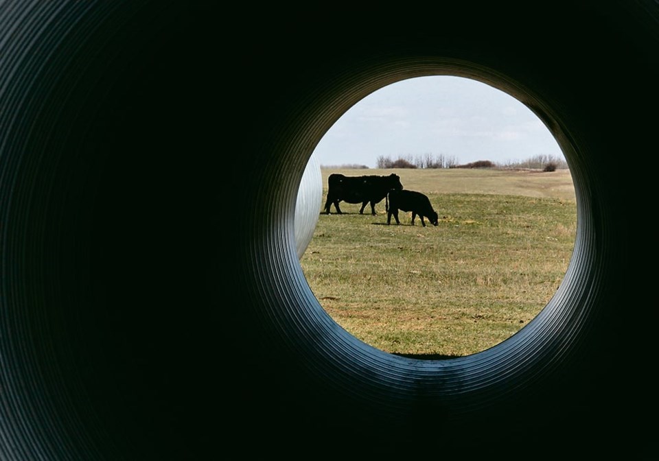 14_5-col_mjr250418_tunnel_grazing0324