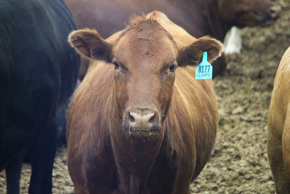 151004_web1_cattle-feedlot-file-gw