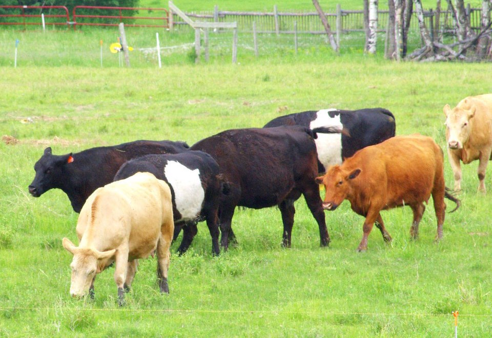 159645_web1_cattle-grazing-south-of-brandon-june-as