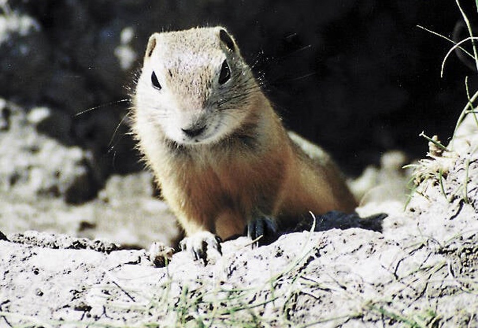 160432_web1_lmz111706gainergopher