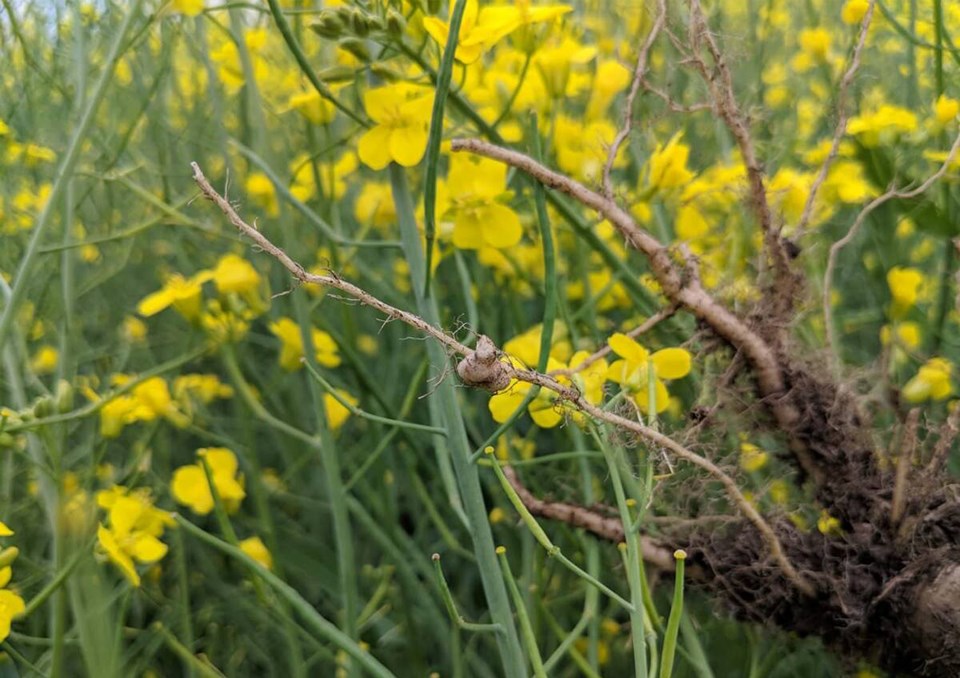 164248_web1_clubroot-identify-early-stages-min