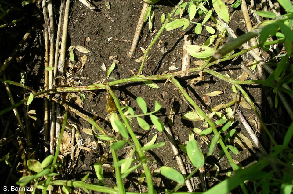 168571_web1_colletotrichum-1-s-banniza