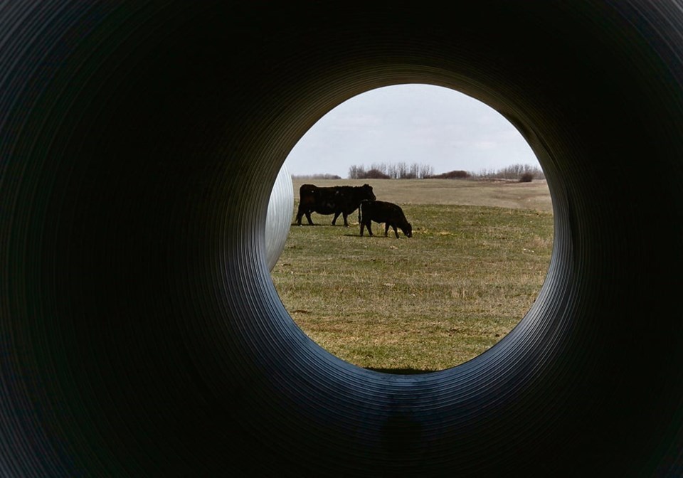 16_5-col_mjr250418_tunnel_grazing