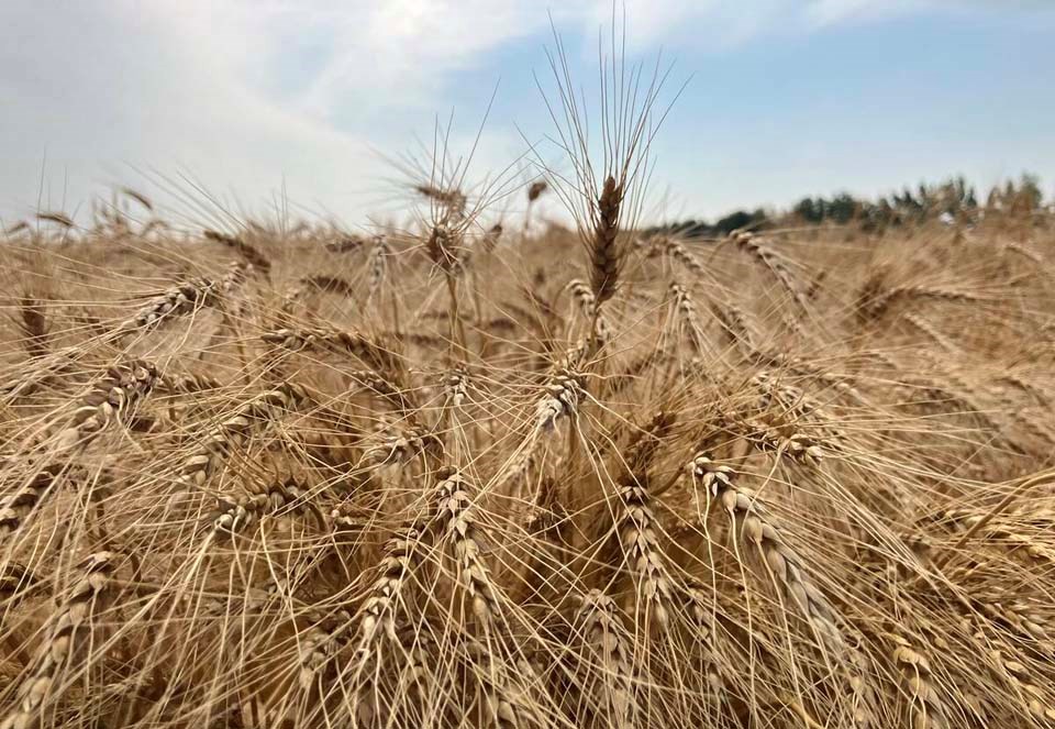 170609_web1_wheat-selkirkmb-08242024-gberg-1