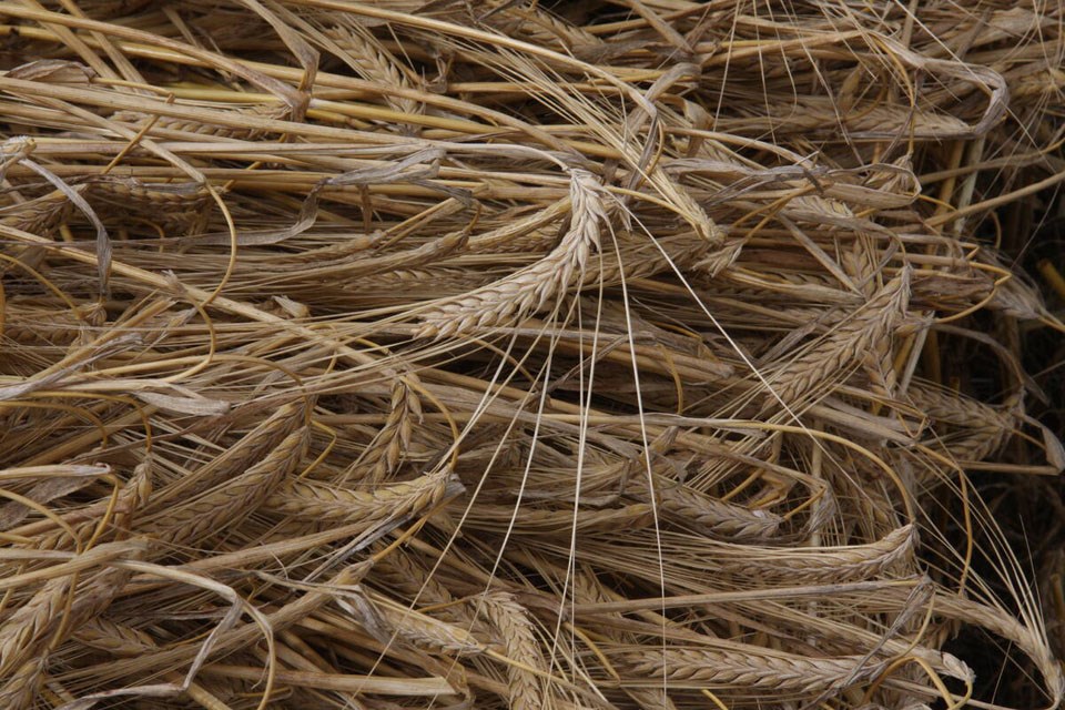 180113_web1_page-18-bjg082814_feed_barley