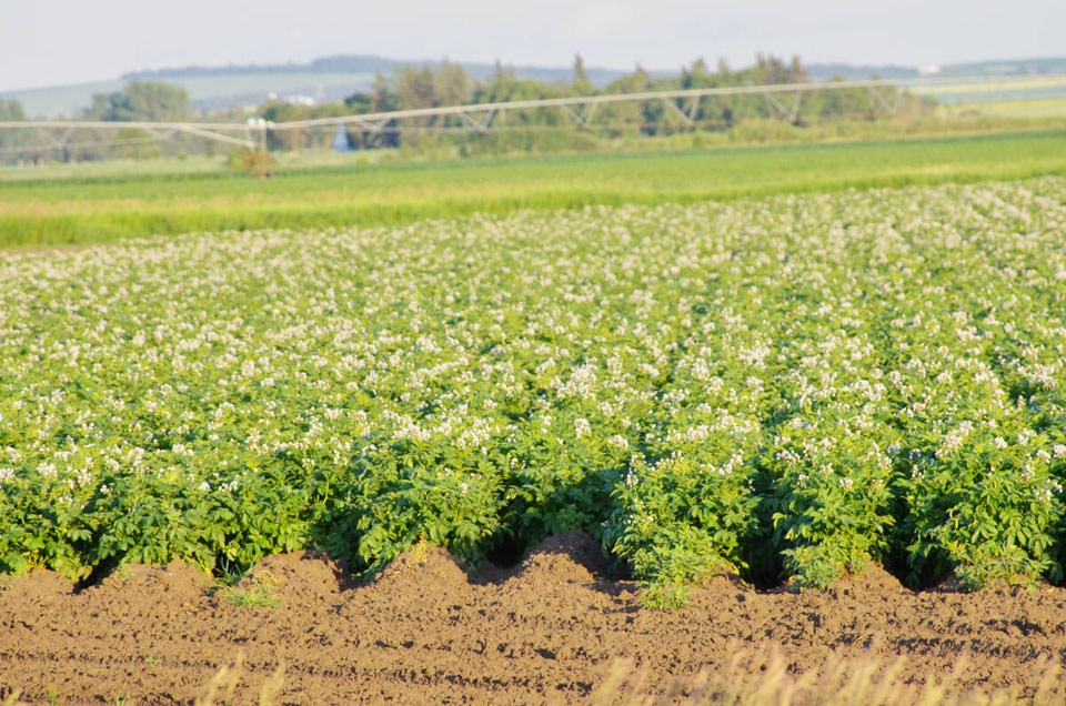 180361_web1_potato-field-in-bloom-west-of-cypress-river-as-2