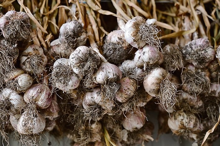 Garlic bulbs hang to dry. 