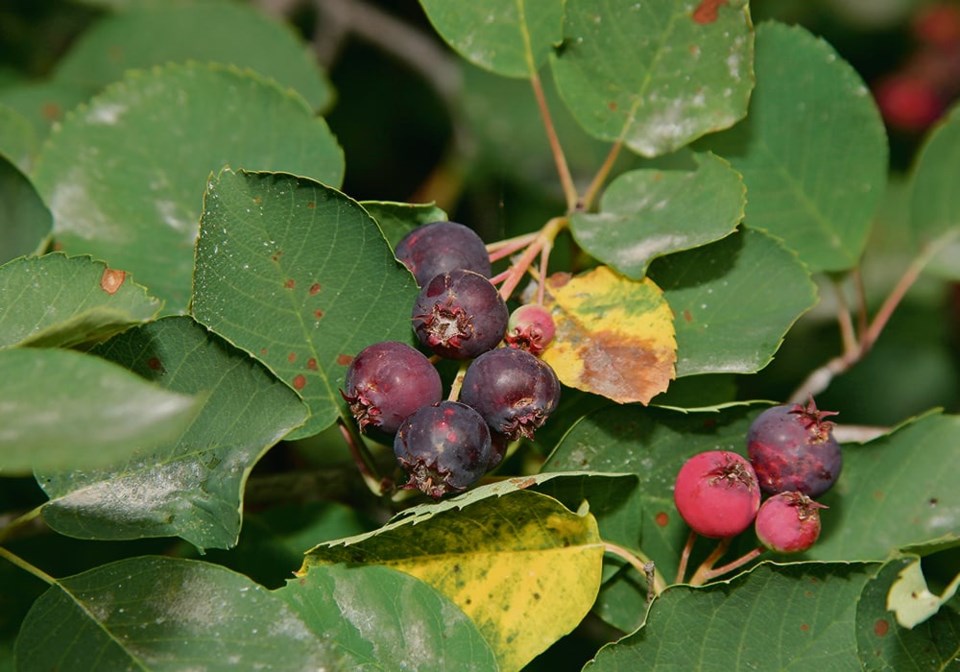 20_4-col_mpm071505saskatoons_2