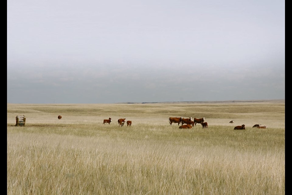 Multisar, an organization of several conservation groups and government departments, works with ranchers to reclaim, protect and preserve habitat for wildlife species that are at risk. 