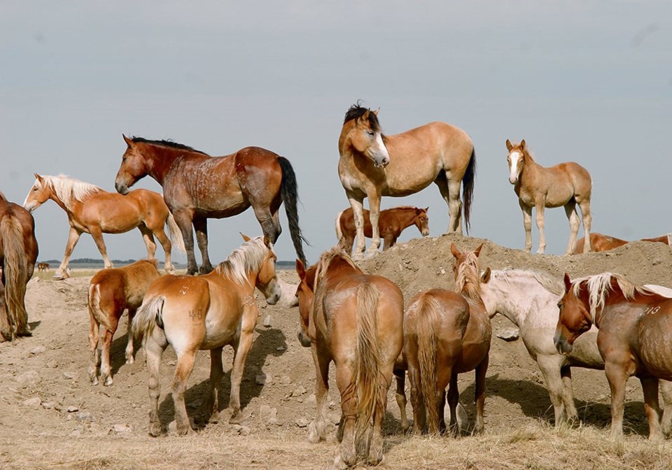 30-5-col-top-kim081106horses