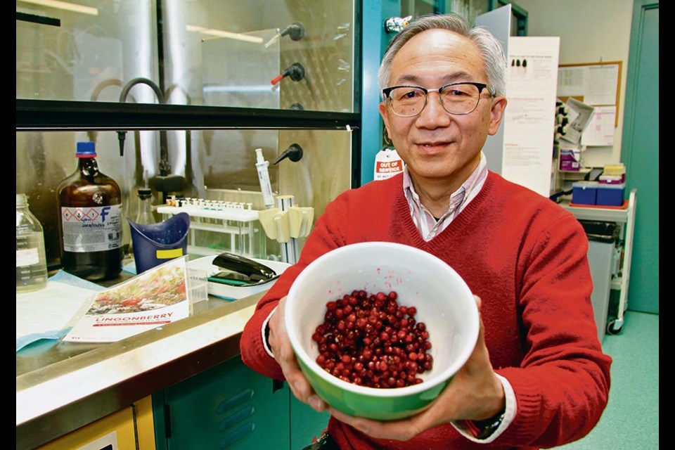 
Chris Siow, an Agriculture Canada researcher in Winnipeg, has been studying the health benefits of lingonberries for more than a decade. Results show they improve kidney and liver function, but Canada needs growers to produce the healthy berries.