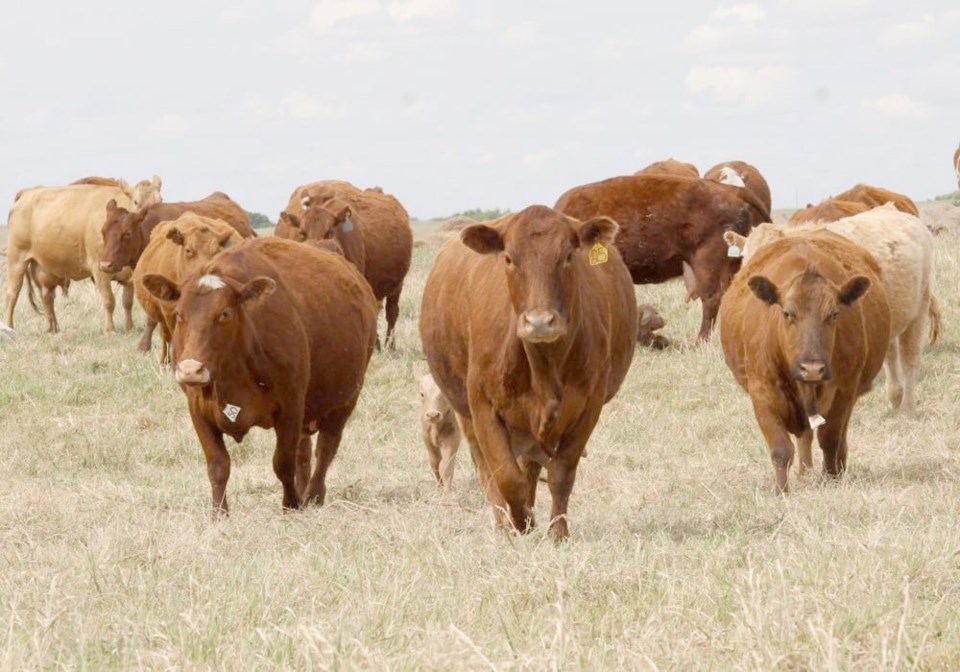 31-beef-cattle-in-pasture-forage0224