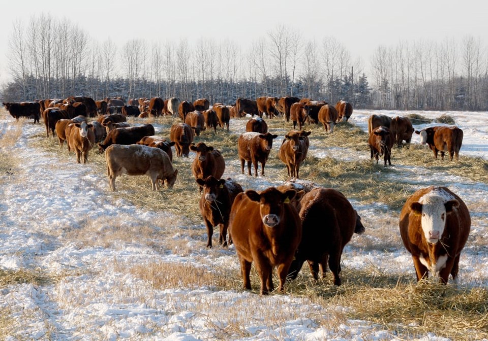 31-swath-grazing-cattle20224