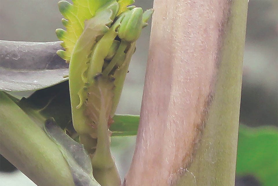33-sclerotinia-1200