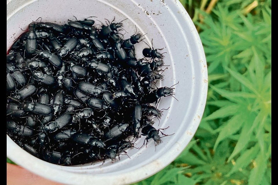 Beware the Solo cup: researchers use pitfall traps, that is, cups dug into the ground, to determine local populations of beetles. The cup is dug down level with the ground and researchers count the number of insects that fall in. 