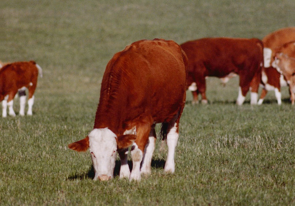 37_2-col_kjb-forage-efficient-cattle