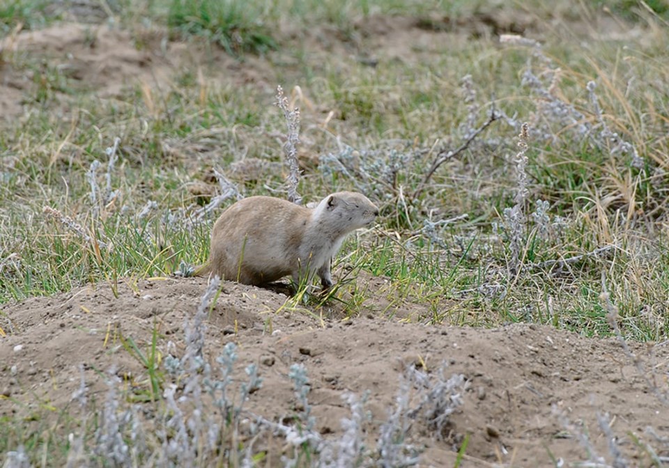 38_2-col_sk_gopher1