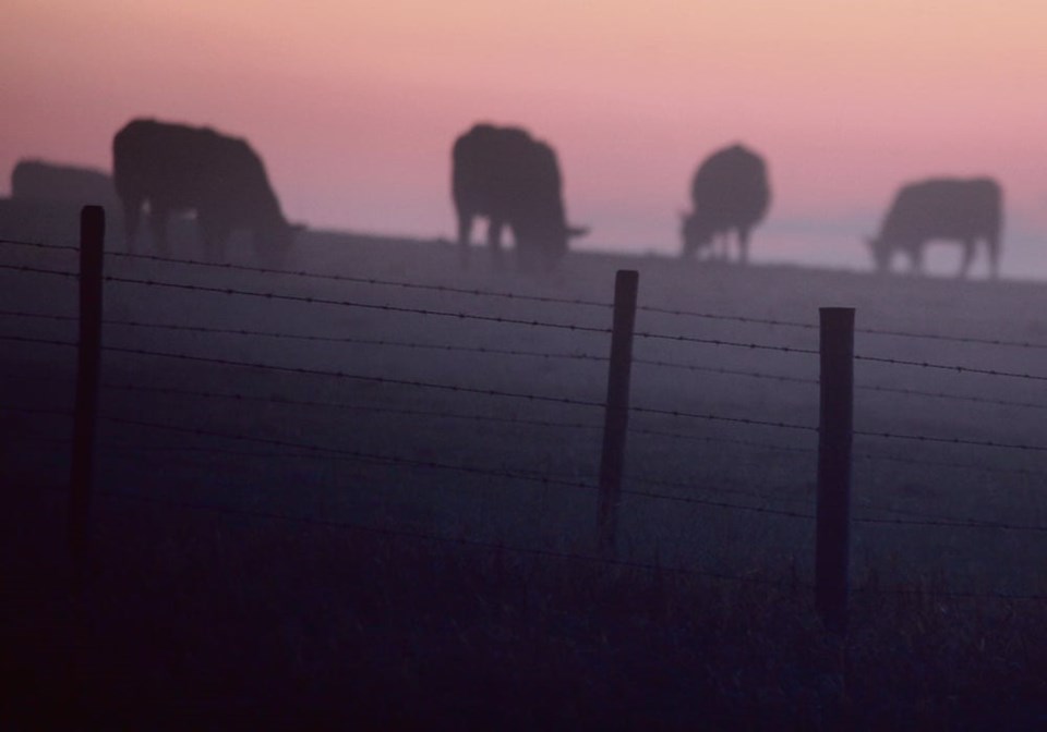 39-mjr080518_foggy_cattle_3-5col