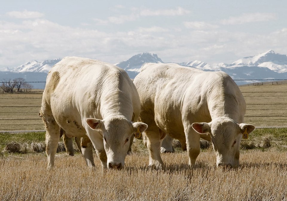 39_4-col_debrycker-charolais-bulls-on-winter-pasture