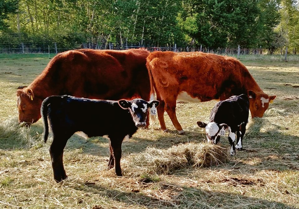 40_4-col_cows-with-young-calves