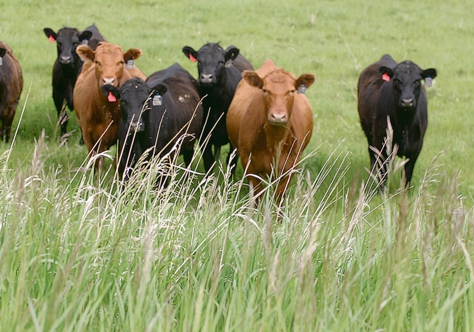 41-3-col_bjd061107grazing_steers_two
