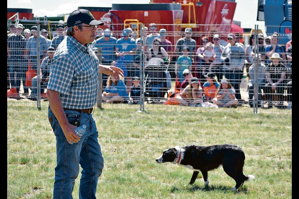 Jared Epp shows a crowd at the recent Ag in Motion farm show how easily he can move sheep with his Border Collies. 