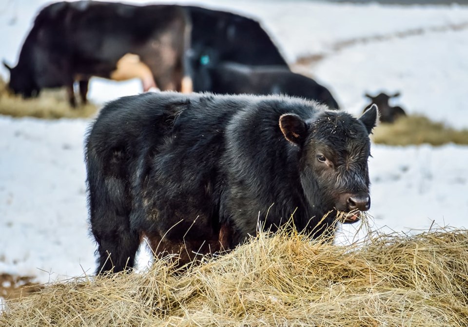 42-black-cattle-gettyimages-623376572