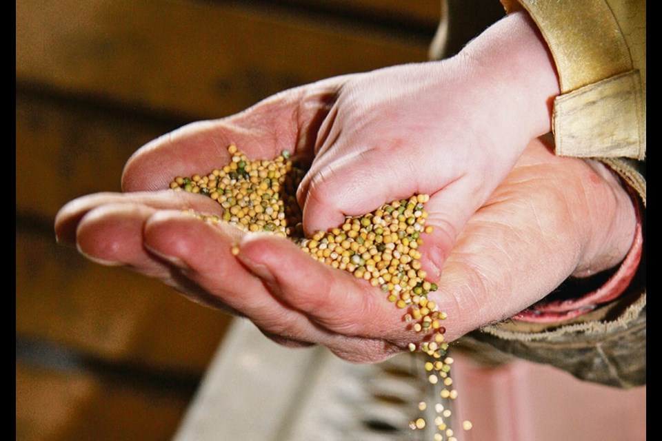 A sample of off-colour oilseeds collected by a pedigreed seed farm’s colour sorting equipment. Skyler Anderson of Starquest Farms at Hazlet Sask. says a colour sorter is a key piece of equipment for modern cleaning facilities. “If you are in the seed cleaning business, I wouldn’t skip any pieces of equipment and only buy quality stuff.” 