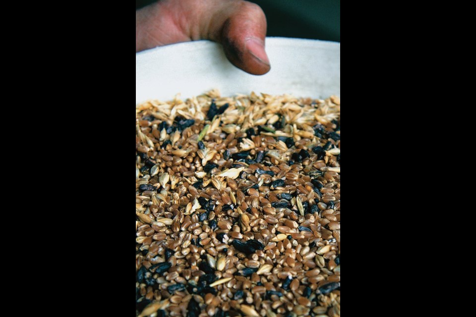 Colour sorters have become standard equipment for seed growers for jobs like separating wheat and barley from oats or to cull out off-colour canola seeds. They can also separate things like trash and ergot-infested kernels to yield a significant upgrade. In this case, the result was number one wheat. 