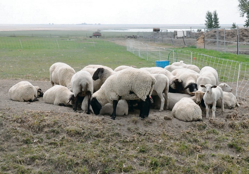 45-5-col-asm7142023sheep1