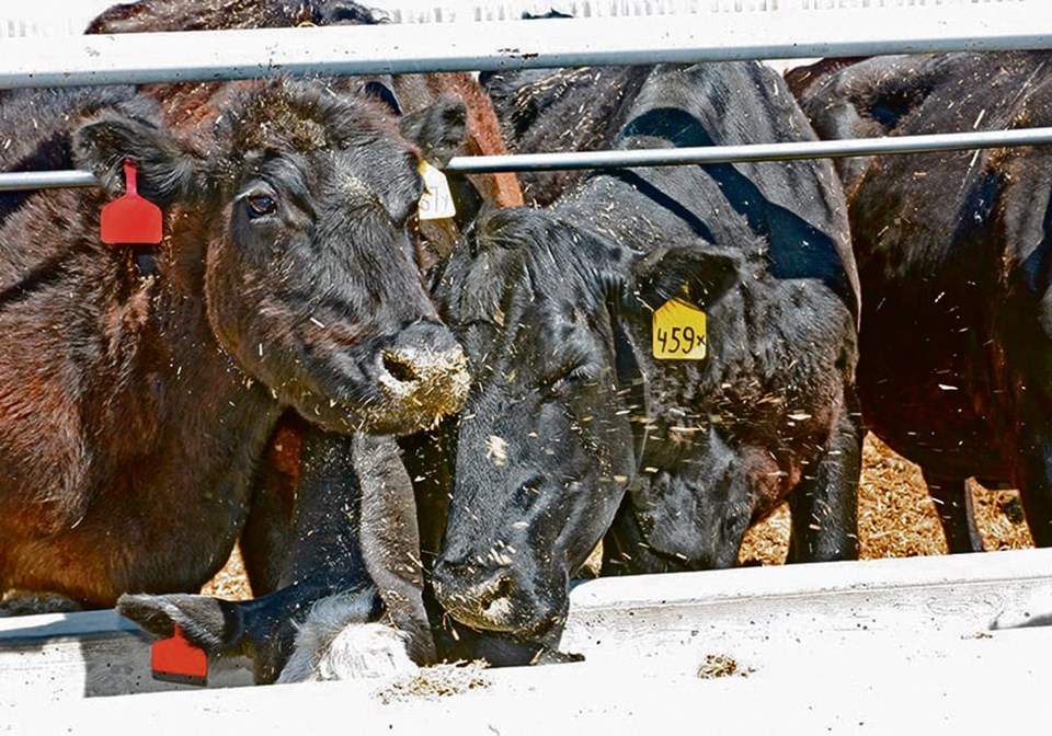 45-5-col-top-dn-feed-barley-cattle-feedlot-competition-michael-robin