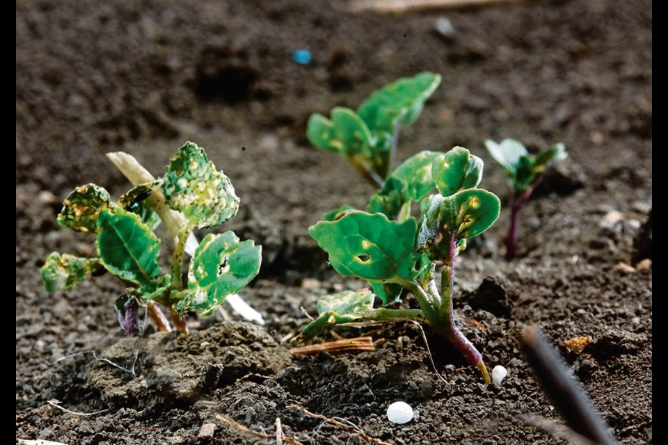 Canola seed with poor vigour can cause weak seedlings that can’t stand up to flea beetle pressure. Vigour testing seed has not been made mandatory in any country, but the seed regulatory modernization underway in Canada could be an opportunity to implement standardized testing for vigour and other seed characteristics. 