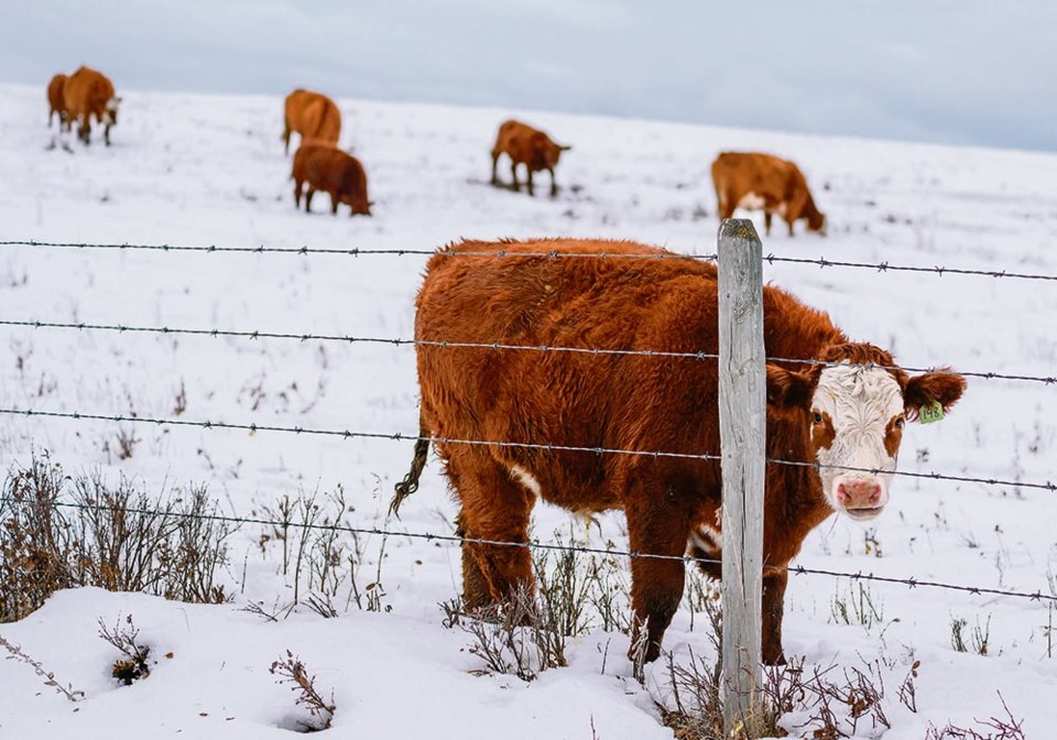 46-4-col-ms-cattle-in-the-snow