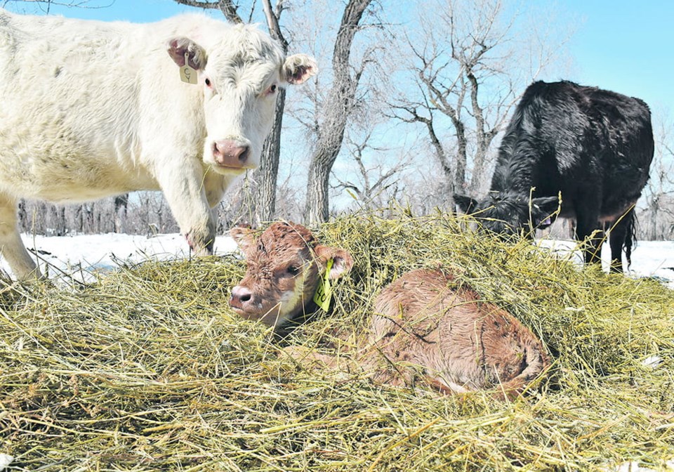 46-calf-bovine-respiratory-disease