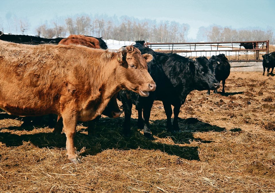 46_3-col_top-bad-cows-and-calves-vaccination-photo