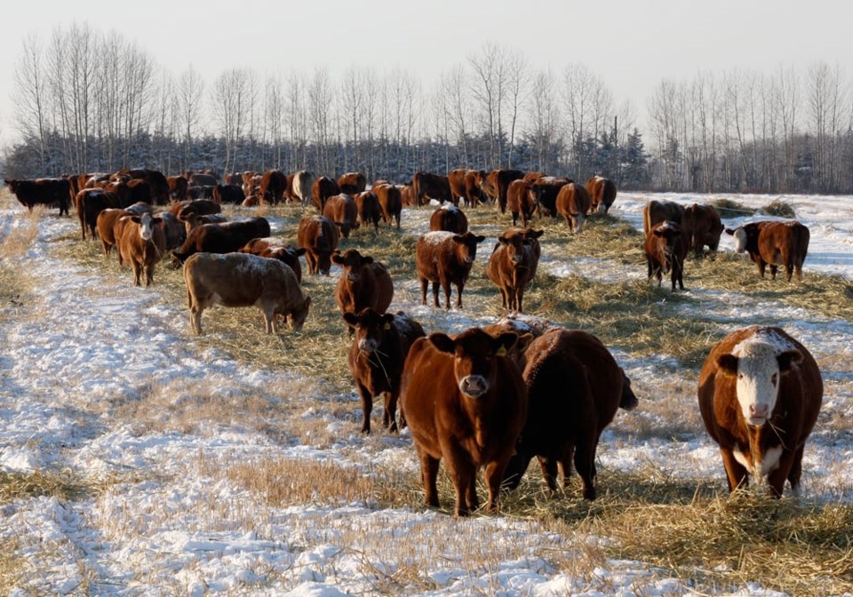 47-swath-grazing-cattle