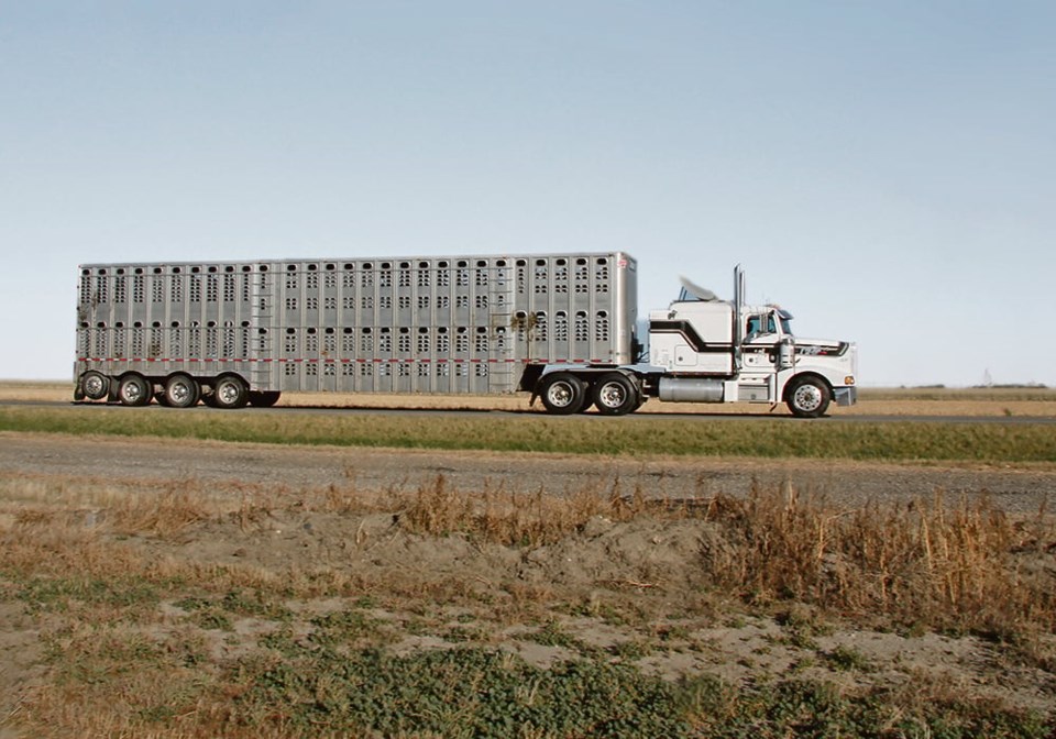 48-5-col_bjg101013cattle_liner-more-sky