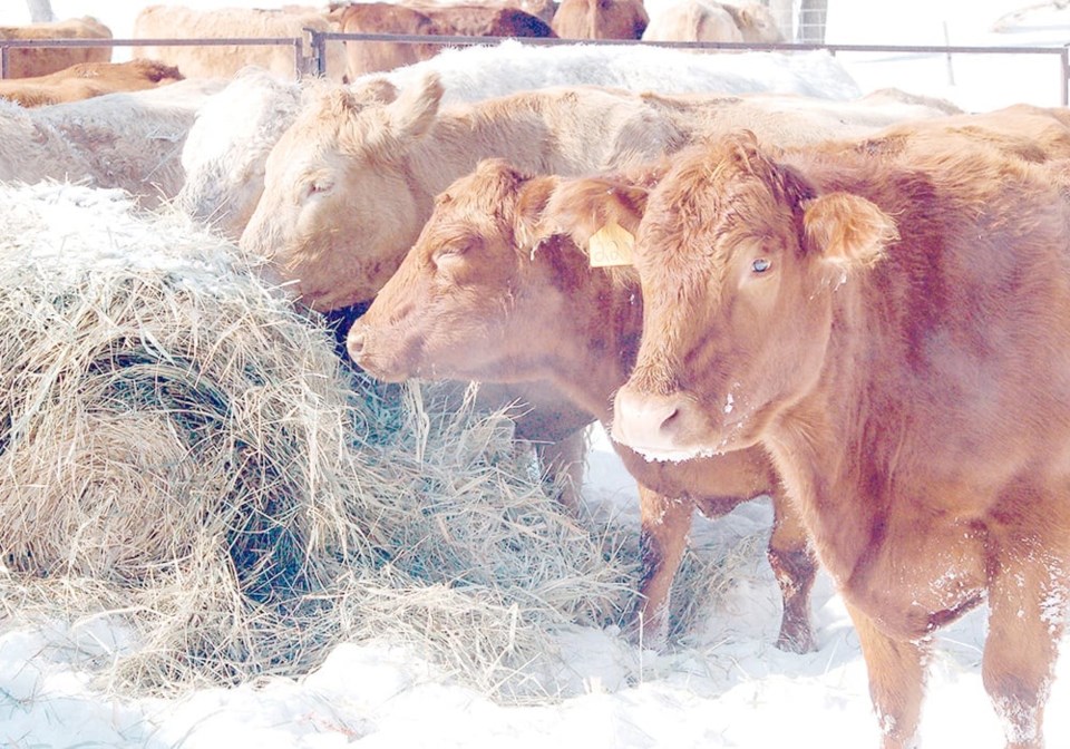 48-cattle-feeding-winter0224
