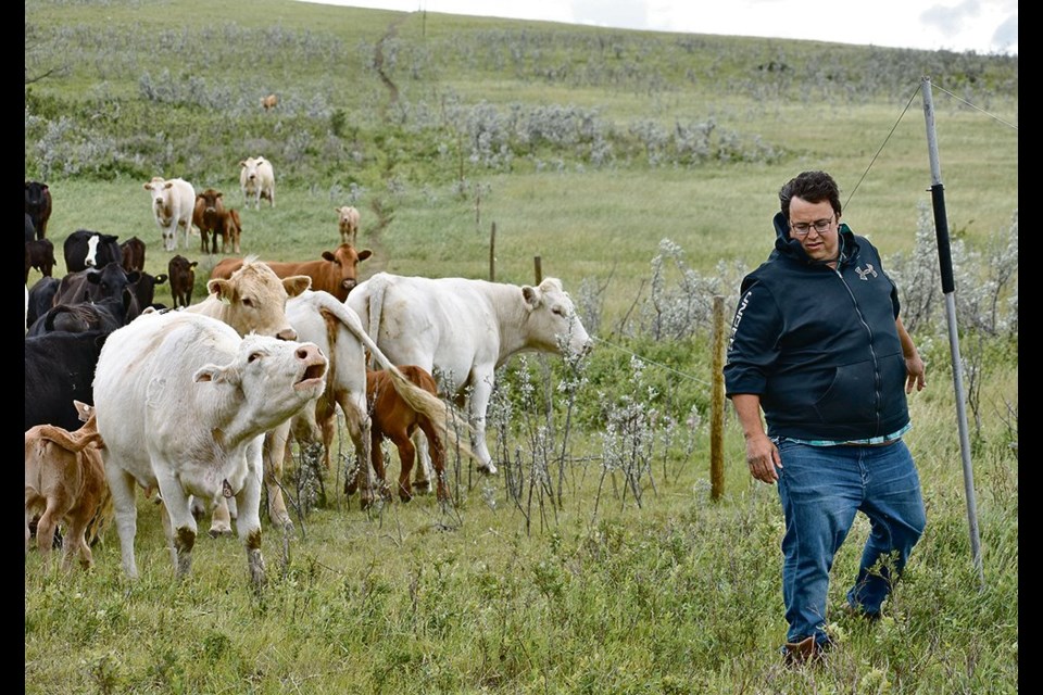 Adrien Lanoie lifts a fence so that his cattle can move into the next paddock. 