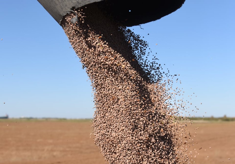 bad092914_harvest_seed-lentils17