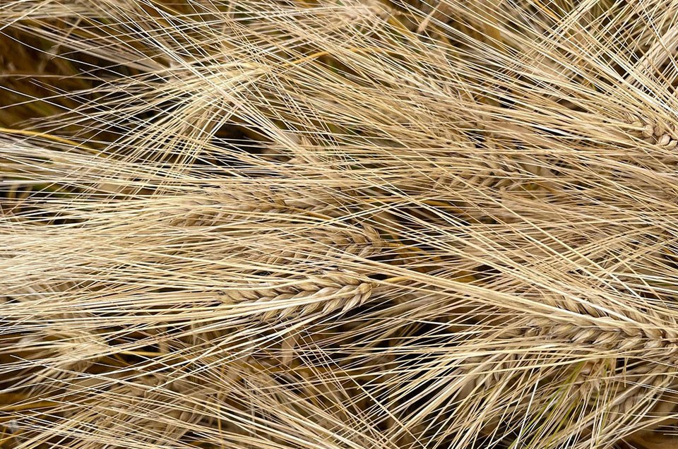 bdc16092022-1-barley-1200