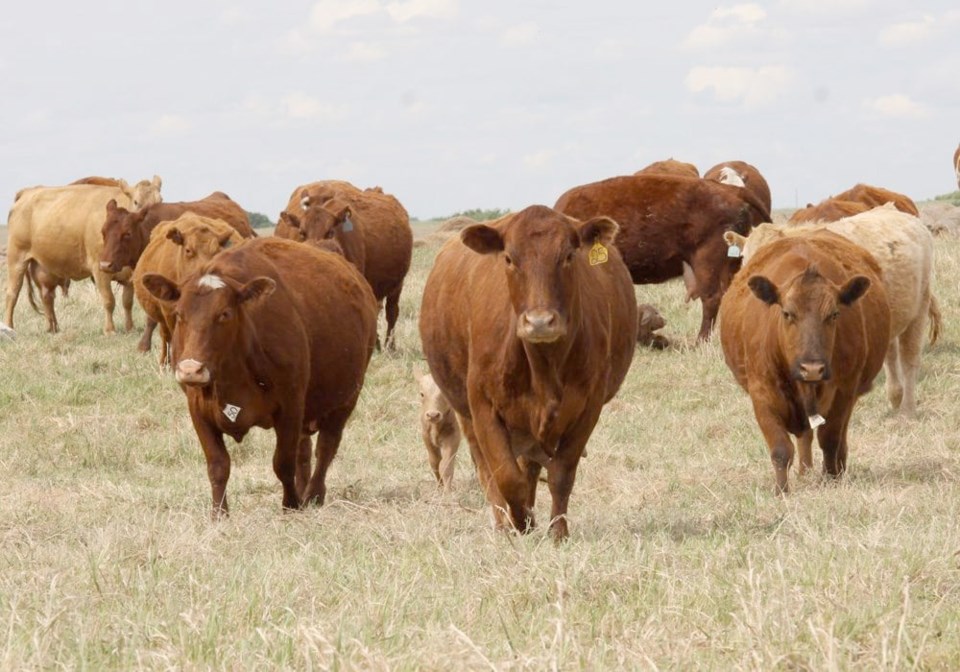 beef-cattle-in-pasture0723